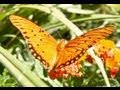 Dance of the Butterflies Slow Motion Gulf Fritillaries